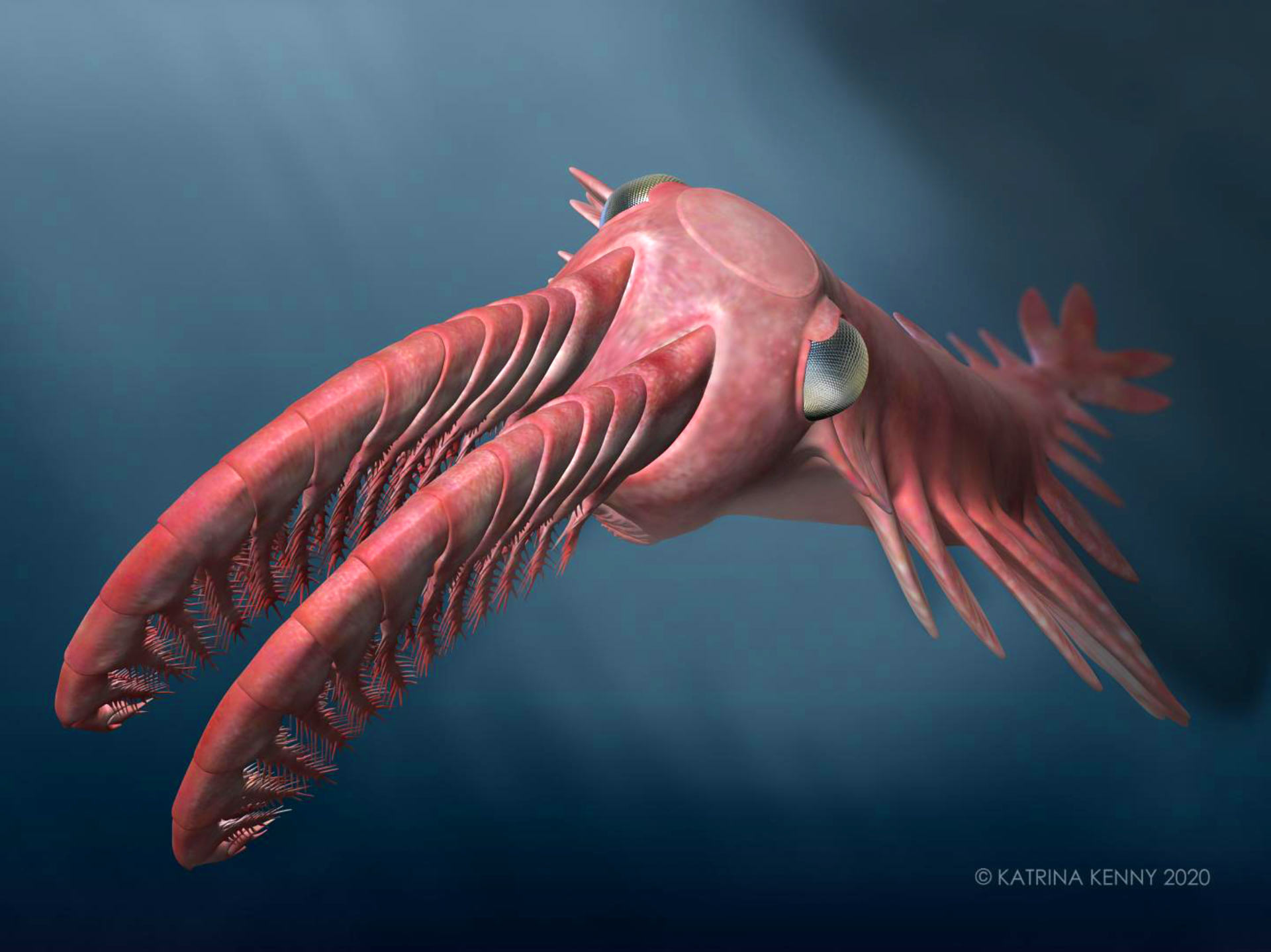 Cambrian Deep-Sea Arthropods Had Complex Compound Eyes – Science Circle